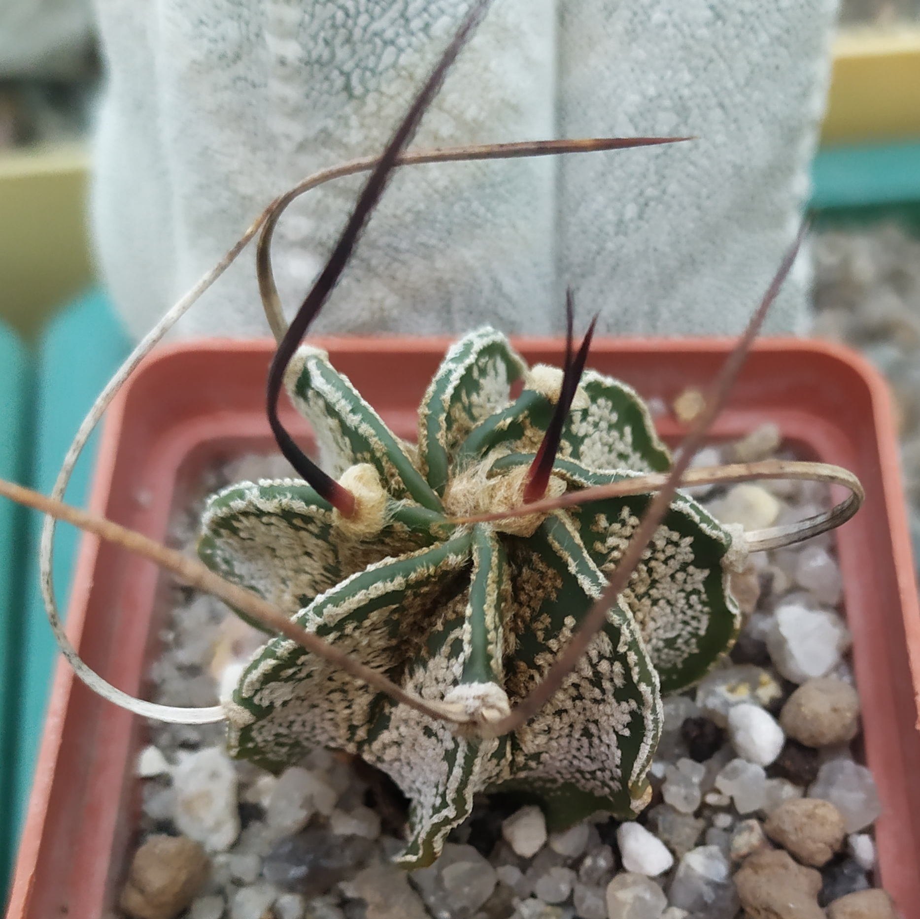 Astrophytum capricorne major