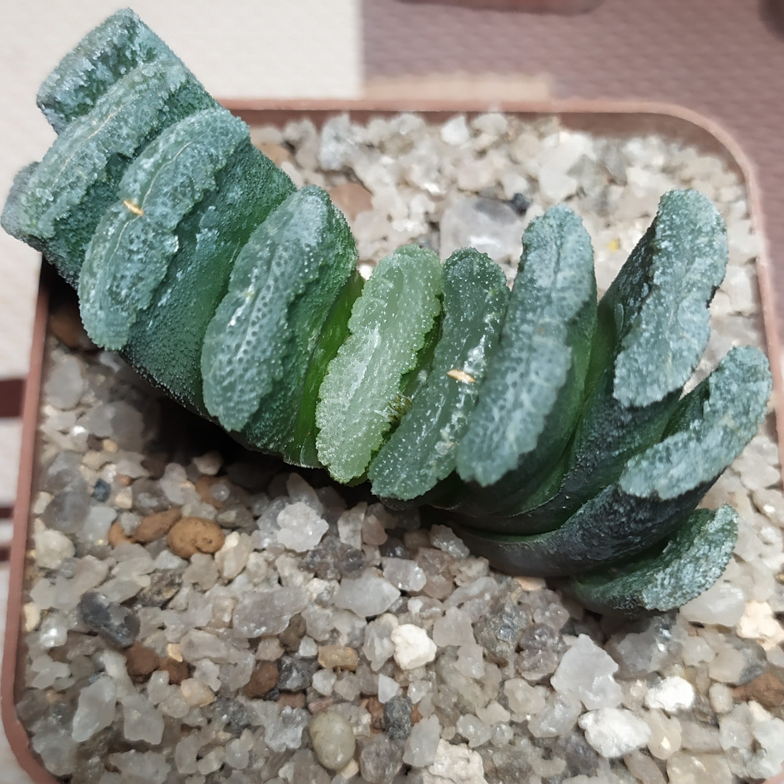 Haworthia truncata MG