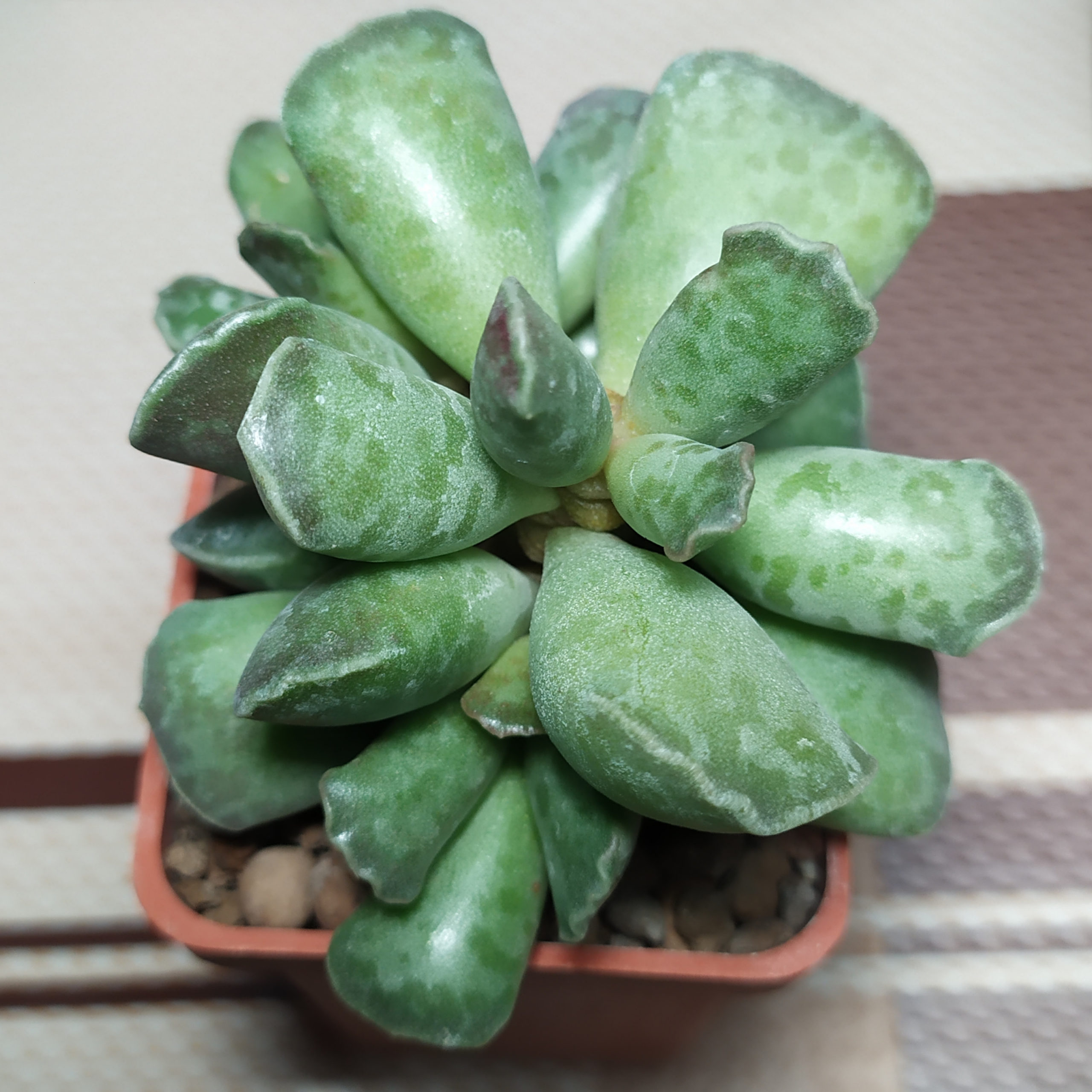 Adromischus cooperi