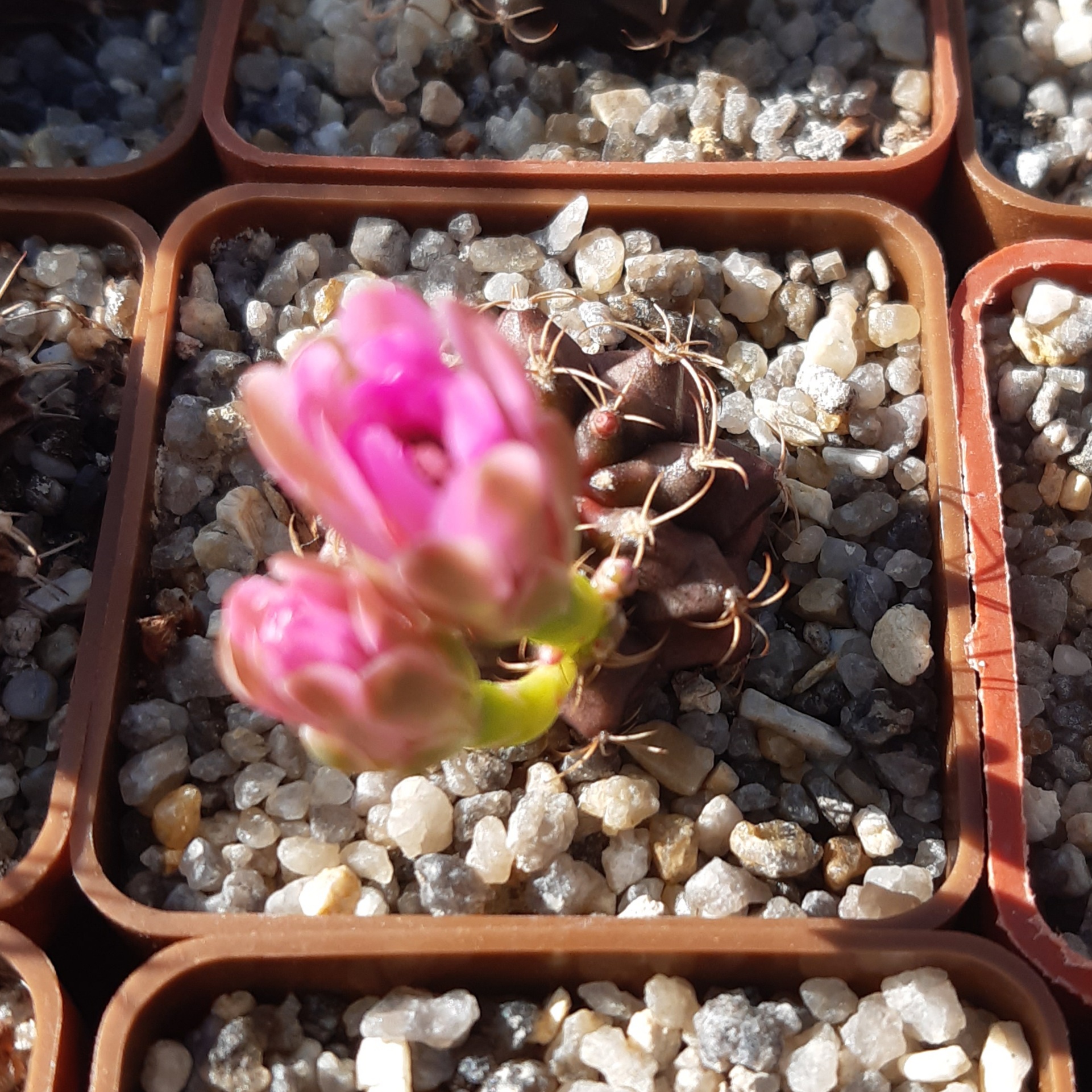 Gymnocalycium damsii