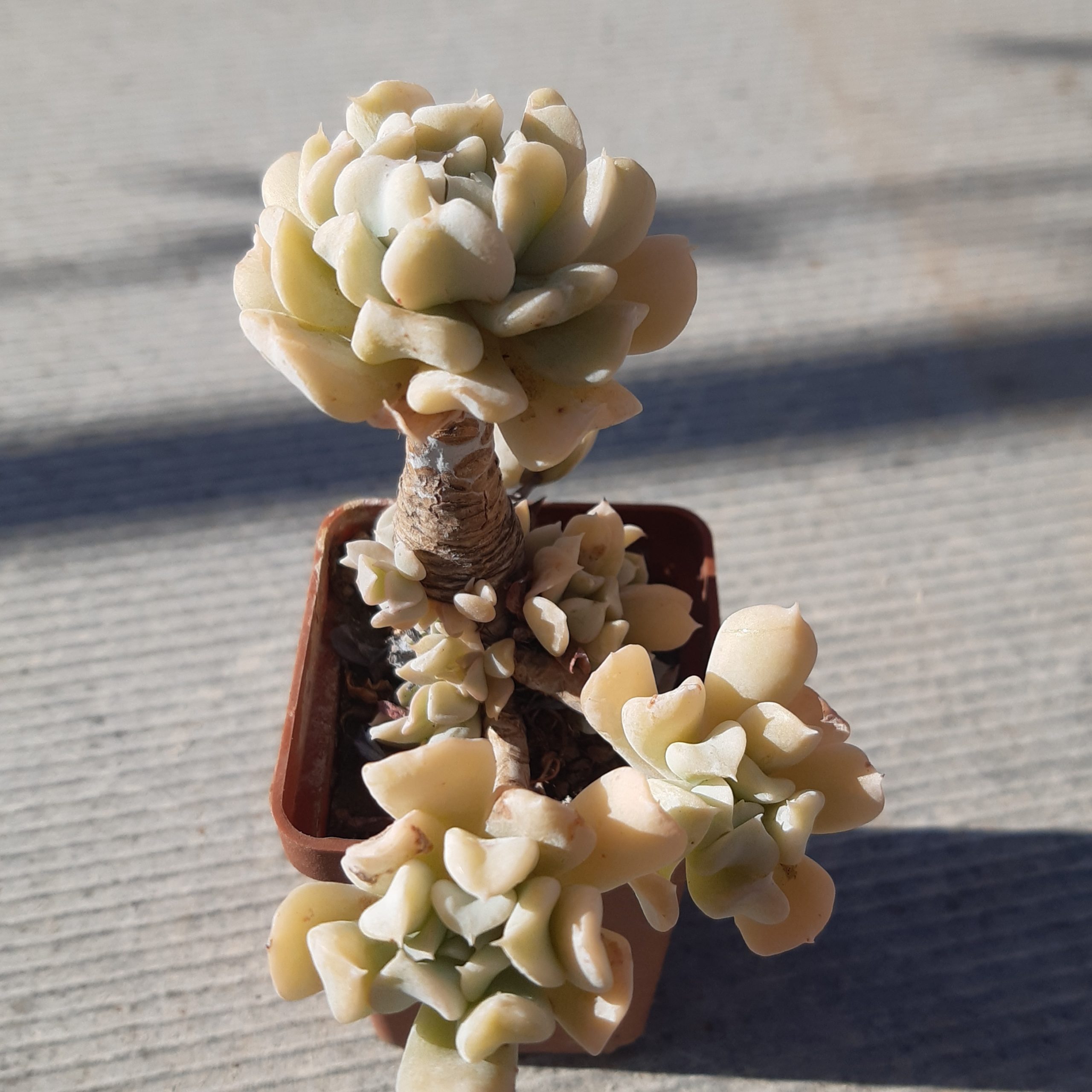 Echeveria 'Topsy Turvy'