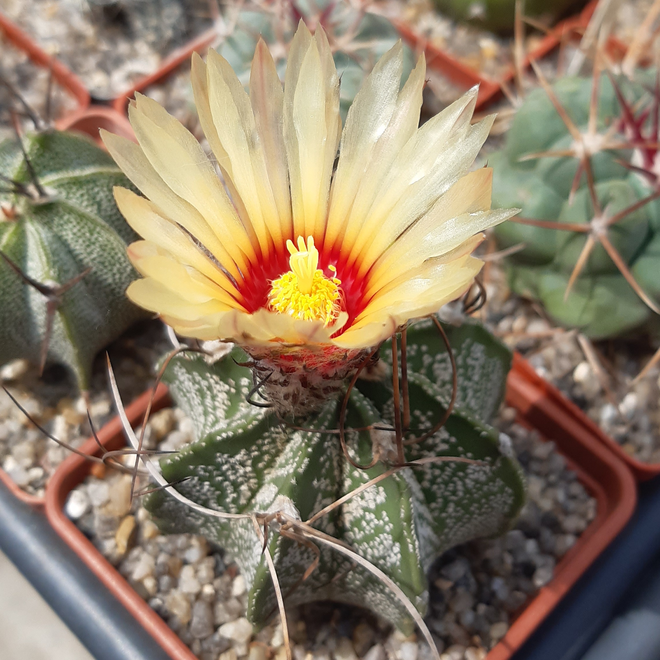 Astrophytum capricorne