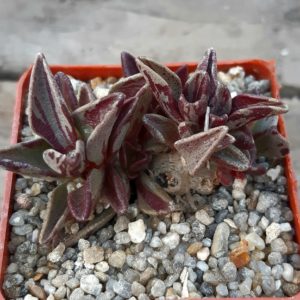 Lenophyllum guttatum variegata
