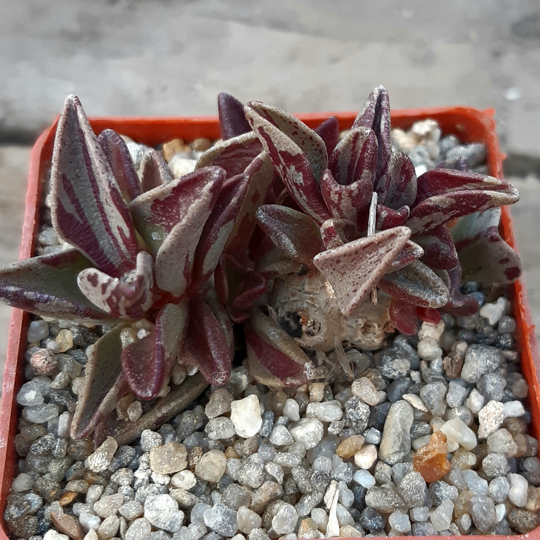 Lenophyllum guttatum variegata