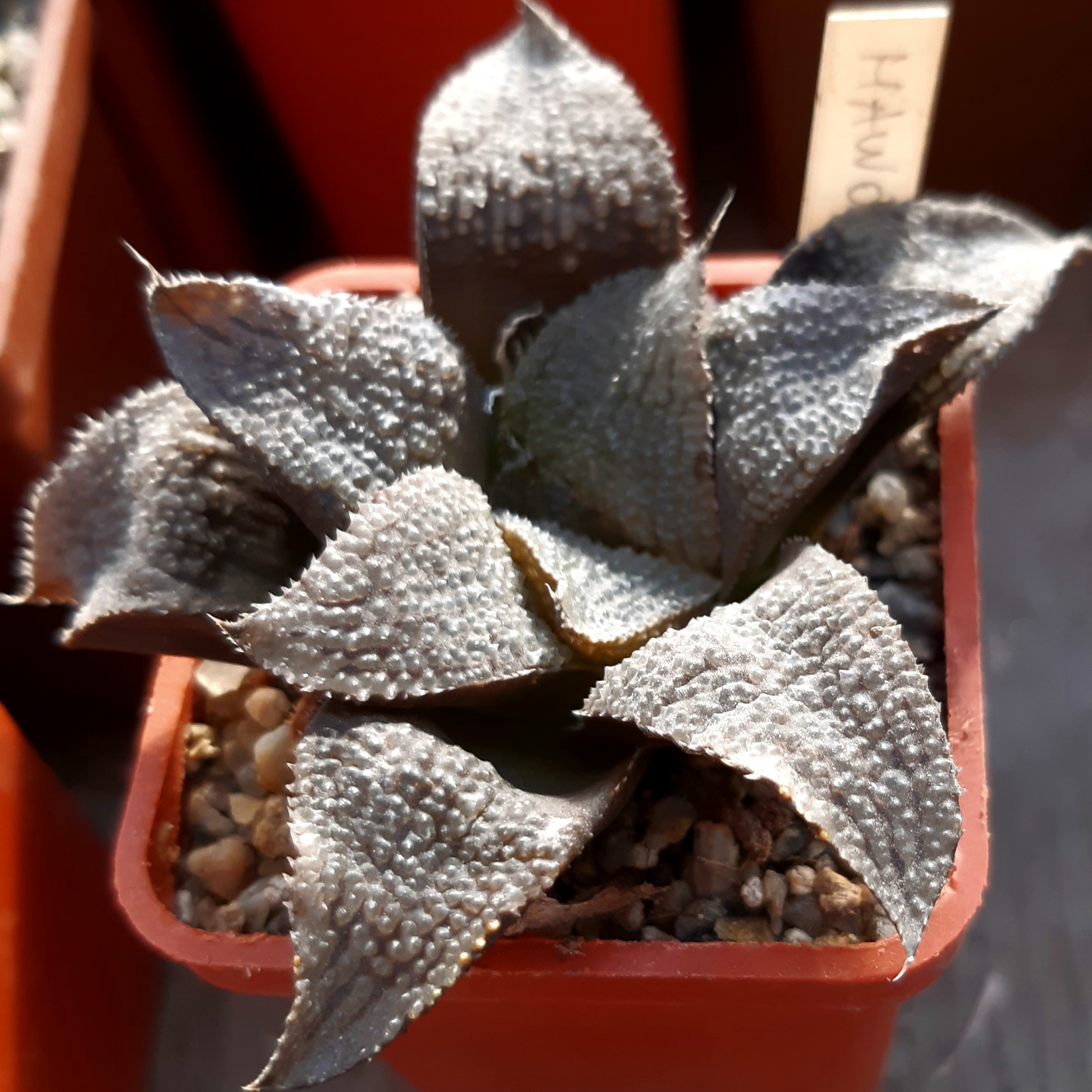 Haworthia hybr