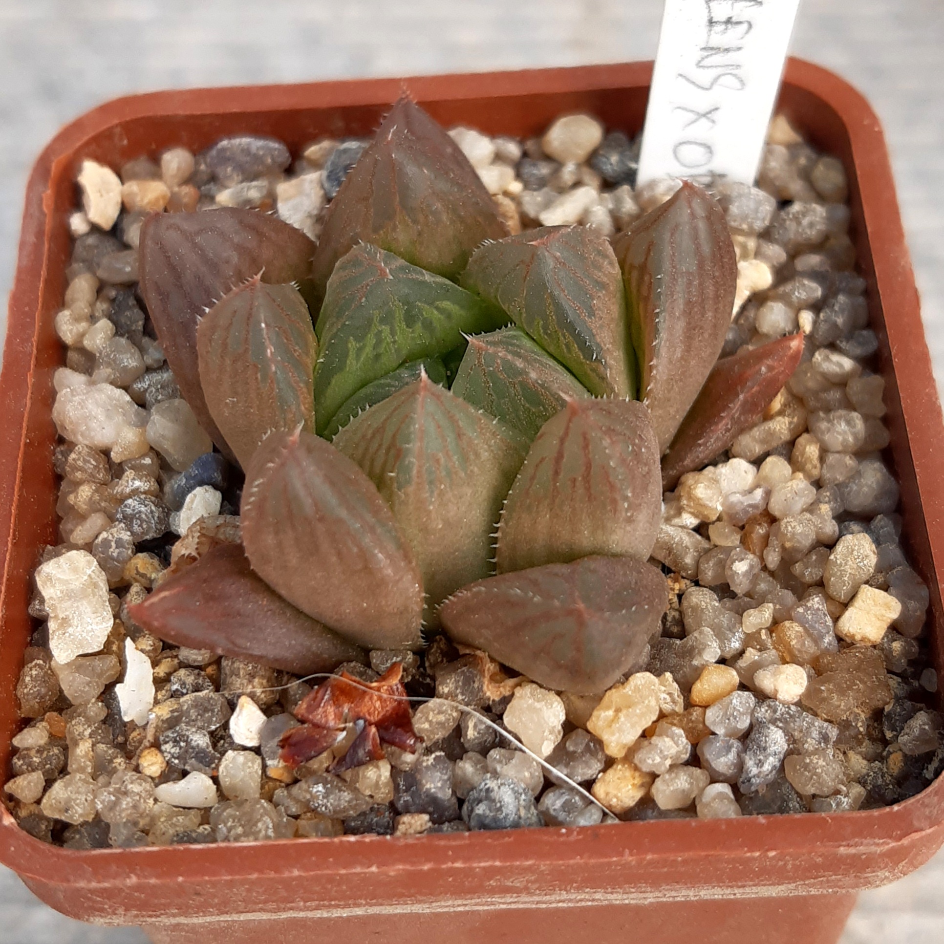Haworthia cooperii ('Blue Lens' x 'OB-1')