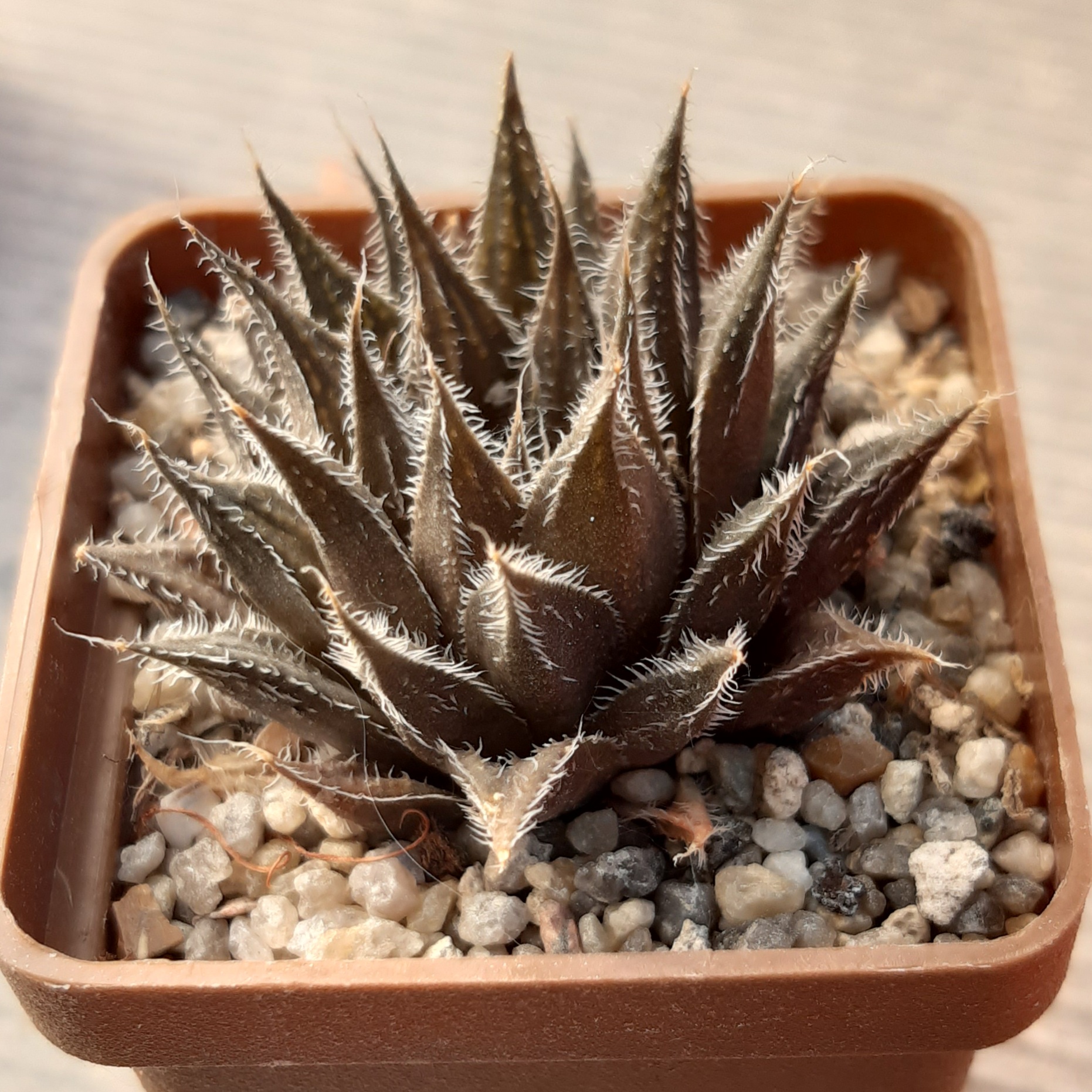 Haworthia hybr
