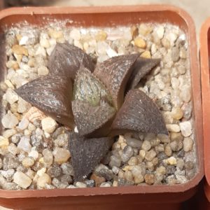 Haworthia splendens hybr