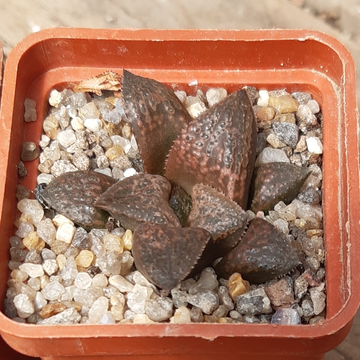 Haworthia splendens hybr