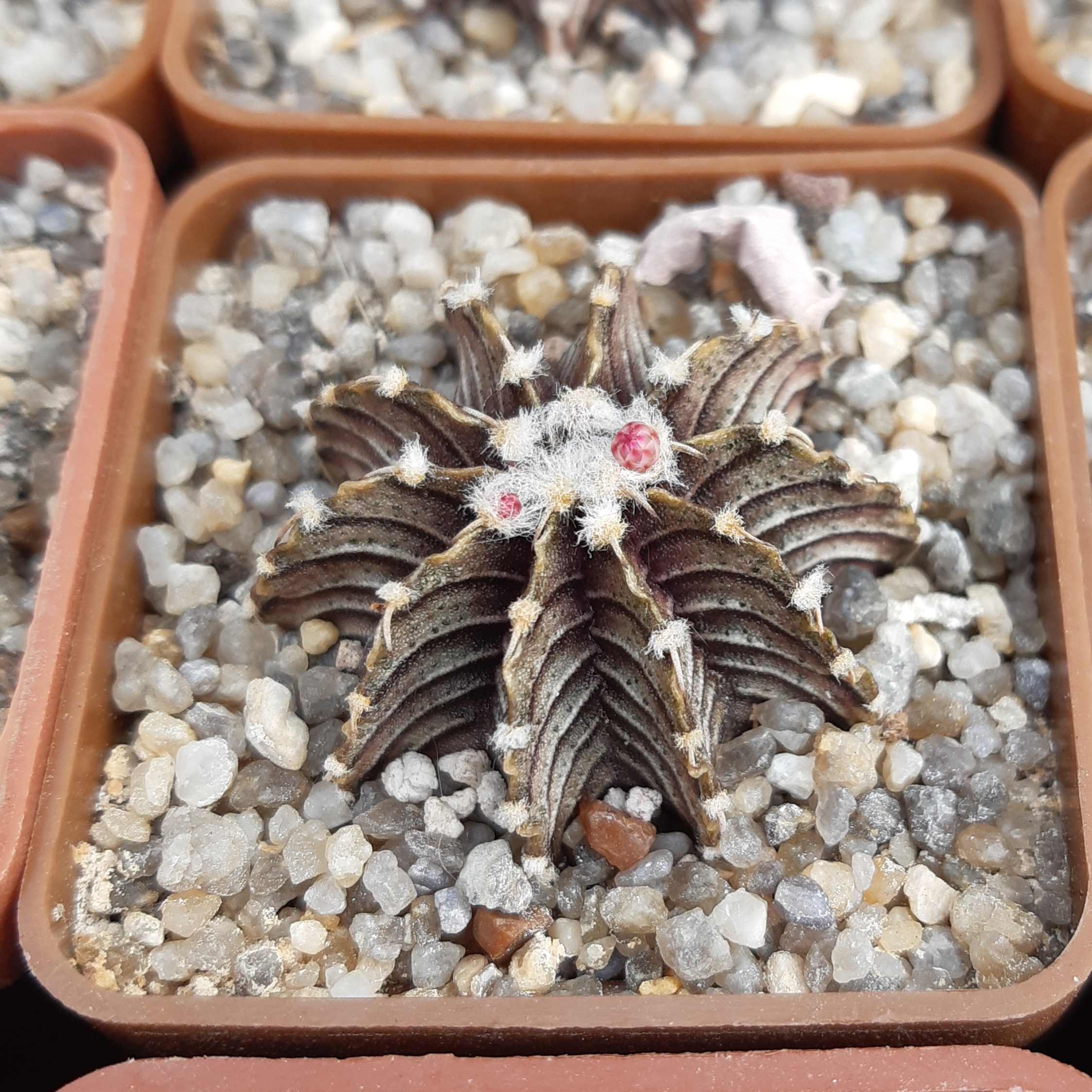 Gymnocalycium friedrichii 'angustostriatum' LB2178 Aqua Dulce, Alto, Paraguay