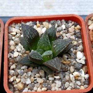 Haworthia multihybrid