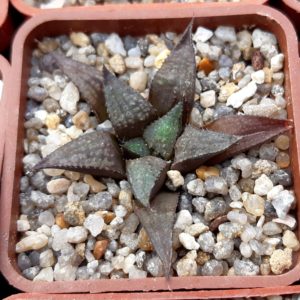Haworthia multihybrid