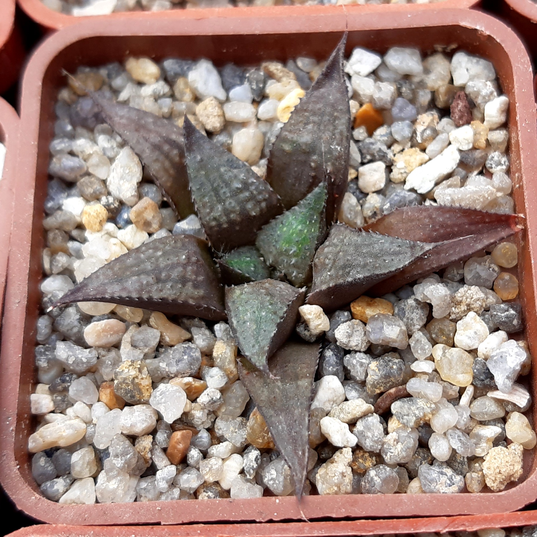 Haworthia multihybrid