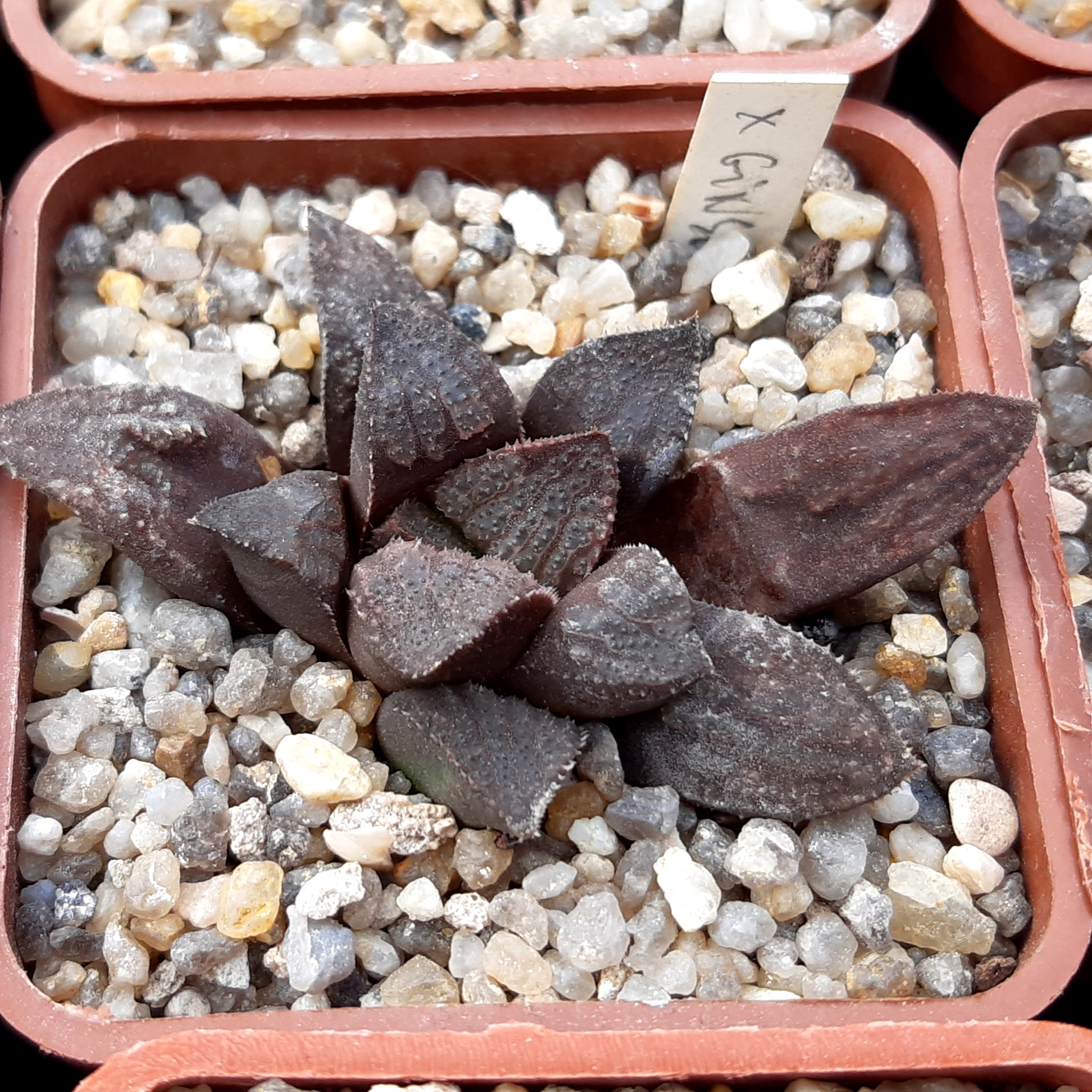 Haworthia wimii Japan x 'Ginsekai'