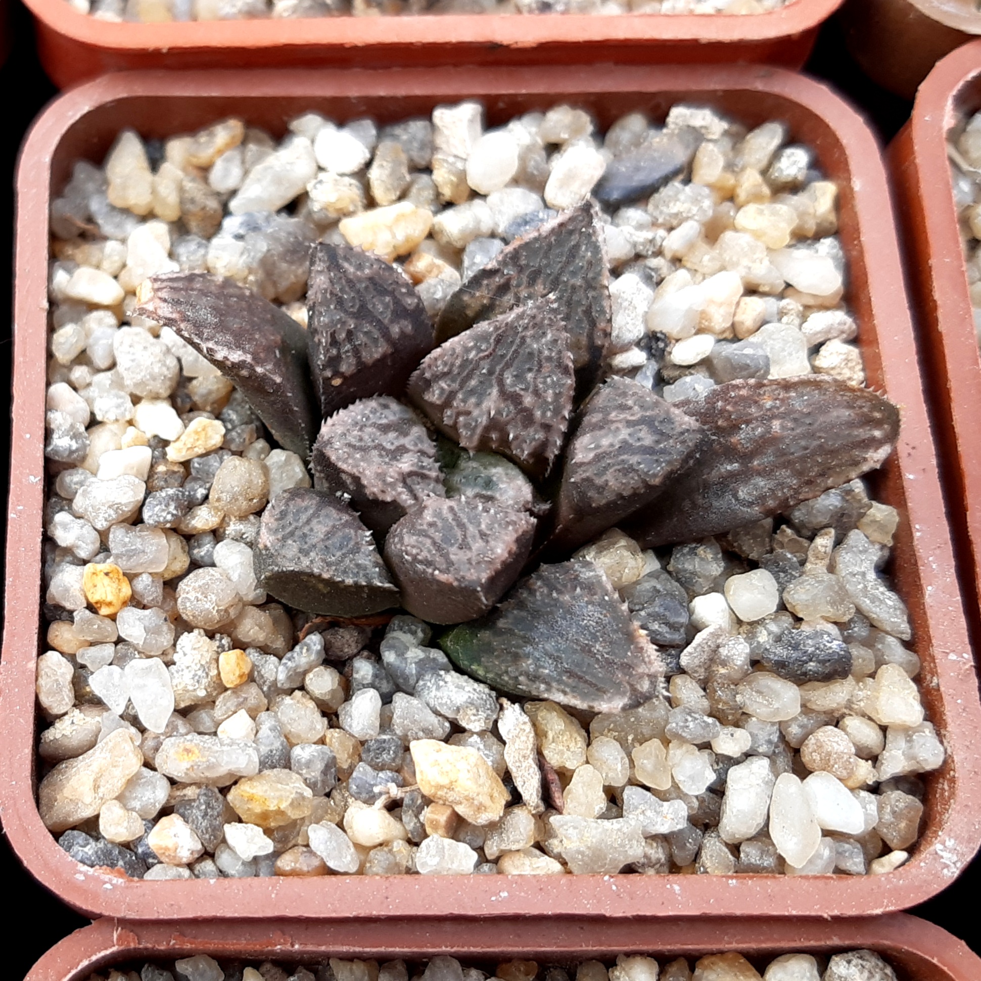 Haworthia wimii Japan x 'Ginsekai'