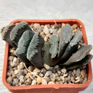 Haworthia truncata