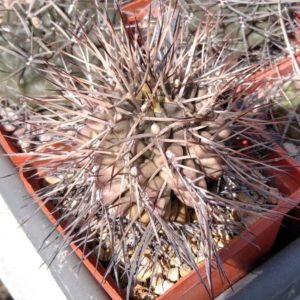 Gymnocalycium stuckertii L439 -MG- s