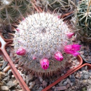 Mammillaria  albata -s