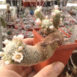 Mammillaria  giselae -Piltz-
