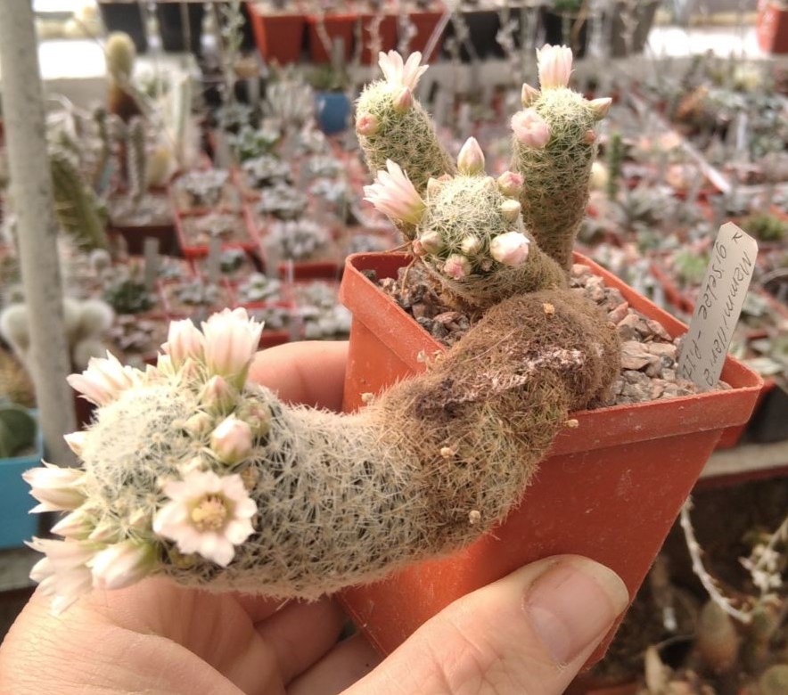 Mammillaria giselae -Piltz-