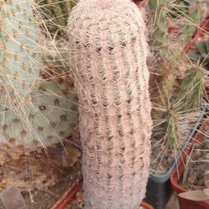 Есhinocereus primolanatus -h-15cm-