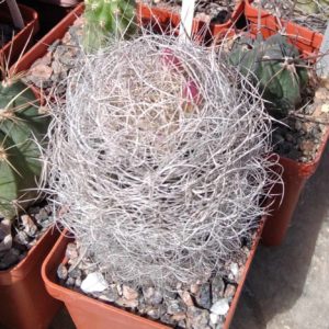 Nеороrteria senilis -s