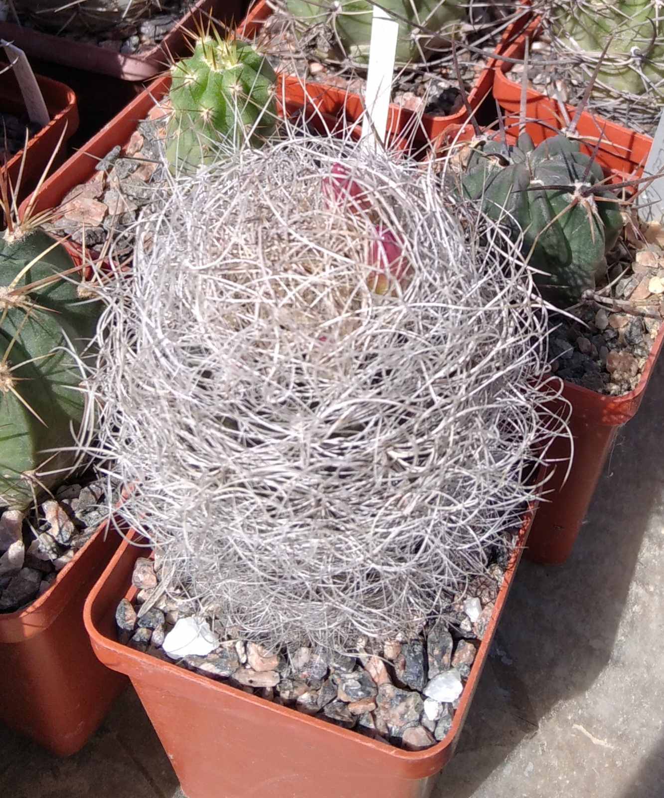 Nеороrteria senilis -s
