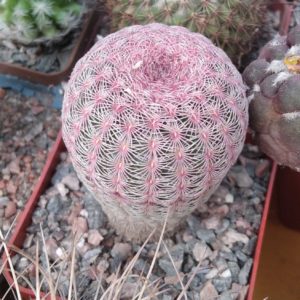 Echinocereus rigidisimus rubrispinus L088 -s