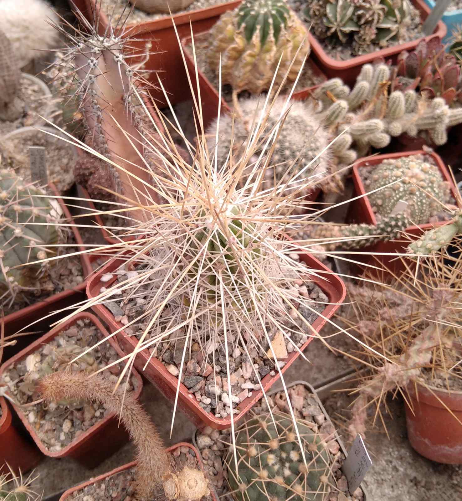 Echinocereus stramineus -s
