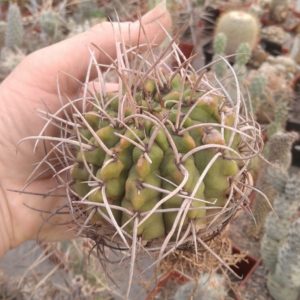 Gymn. mazanense v. polycephalum -s
