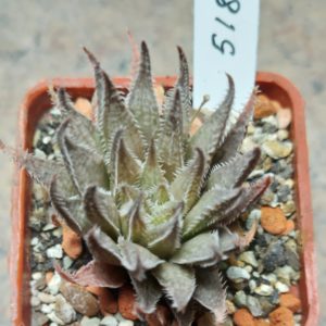 5186 Haworthia herbacea hybrid