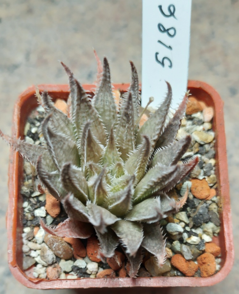 5186 Haworthia herbacea hybrid