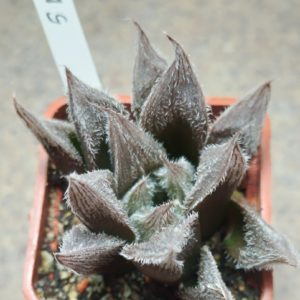5196 Haworthia cooperi v. venusta hybrid