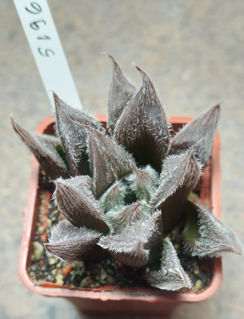 5196 Haworthia cooperi v. venusta hybrid