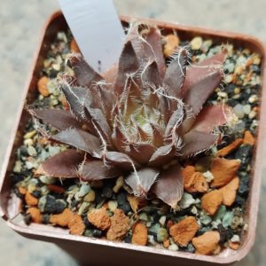 5198 Haworthia arachnoidea SA