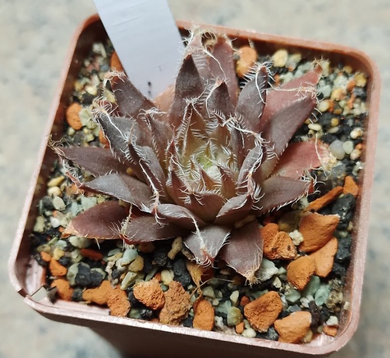 5198 Haworthia arachnoidea SA
