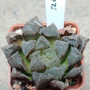 5208 Haworthia cooperi x 'Kegazato'