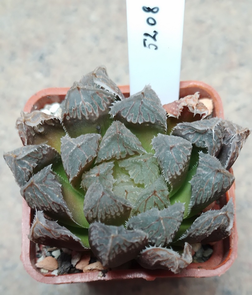 5208 Haworthia cooperi x 'Kegazato'