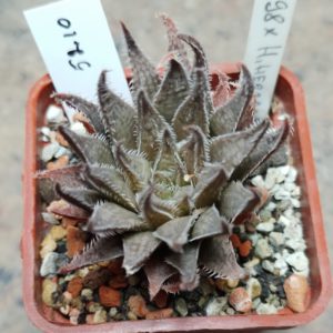 5210 Haworthia herbacea hybrid