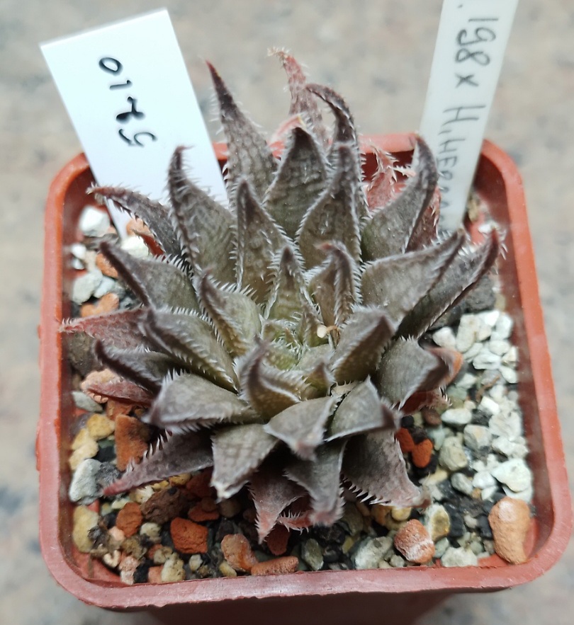 5210 Haworthia herbacea hybrid