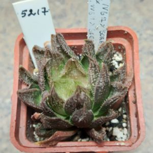 5217 Haworthia 'Gorbi' hybrid F2