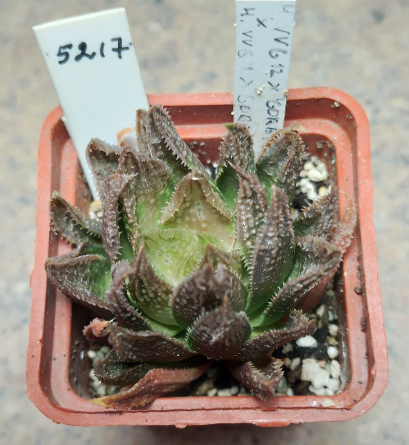 5217 Haworthia 'Gorbi' hybrid F2