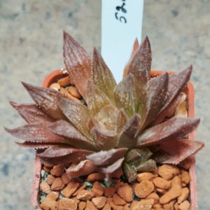 5222 Haworthia reticulata x esterhuisenii x 'Kegazato'