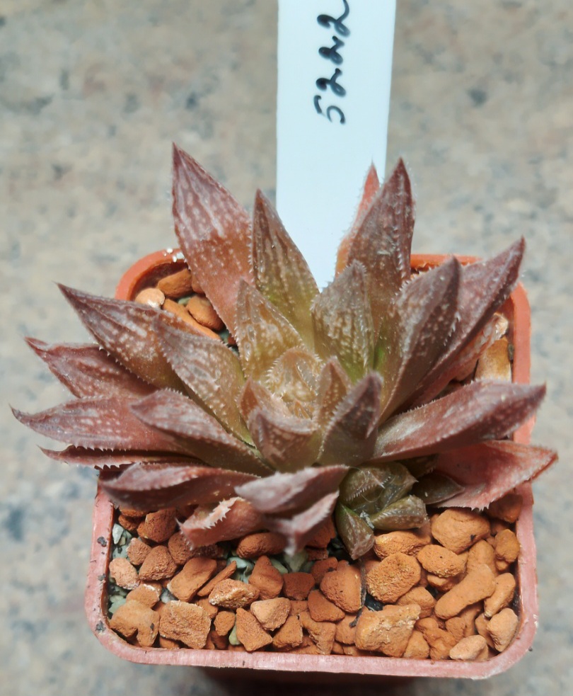 5222 Haworthia reticulata x esterhuisenii x 'Kegazato'