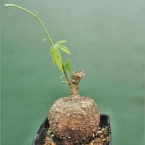Adenia-aff.-Stenodactula-Madibira-Tanzania.
