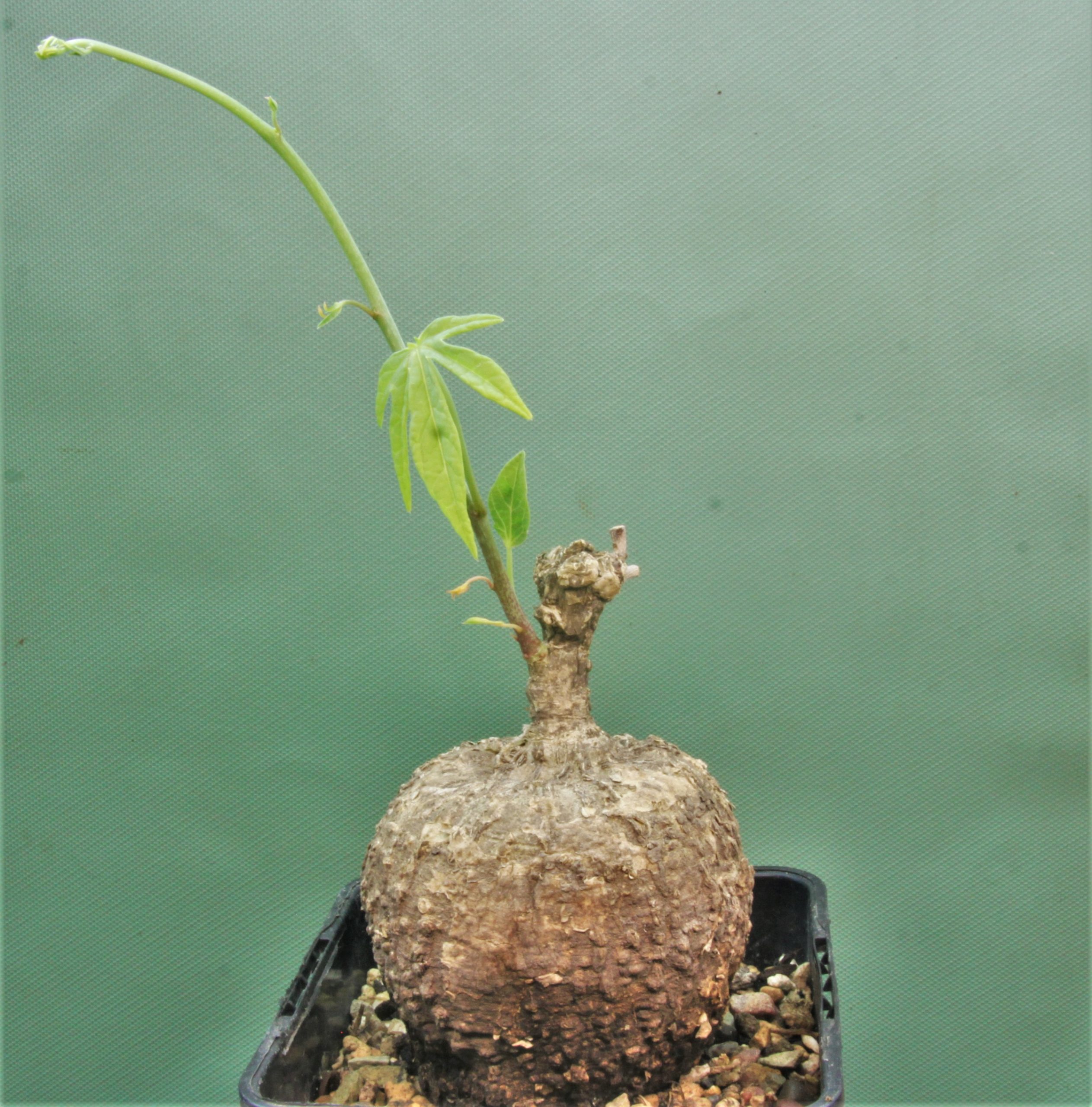 Adenia-aff.-Stenodactula-Madibira-Tanzania.
