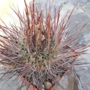 Echinofossulocactus  lloydii - довгі голки, селекція