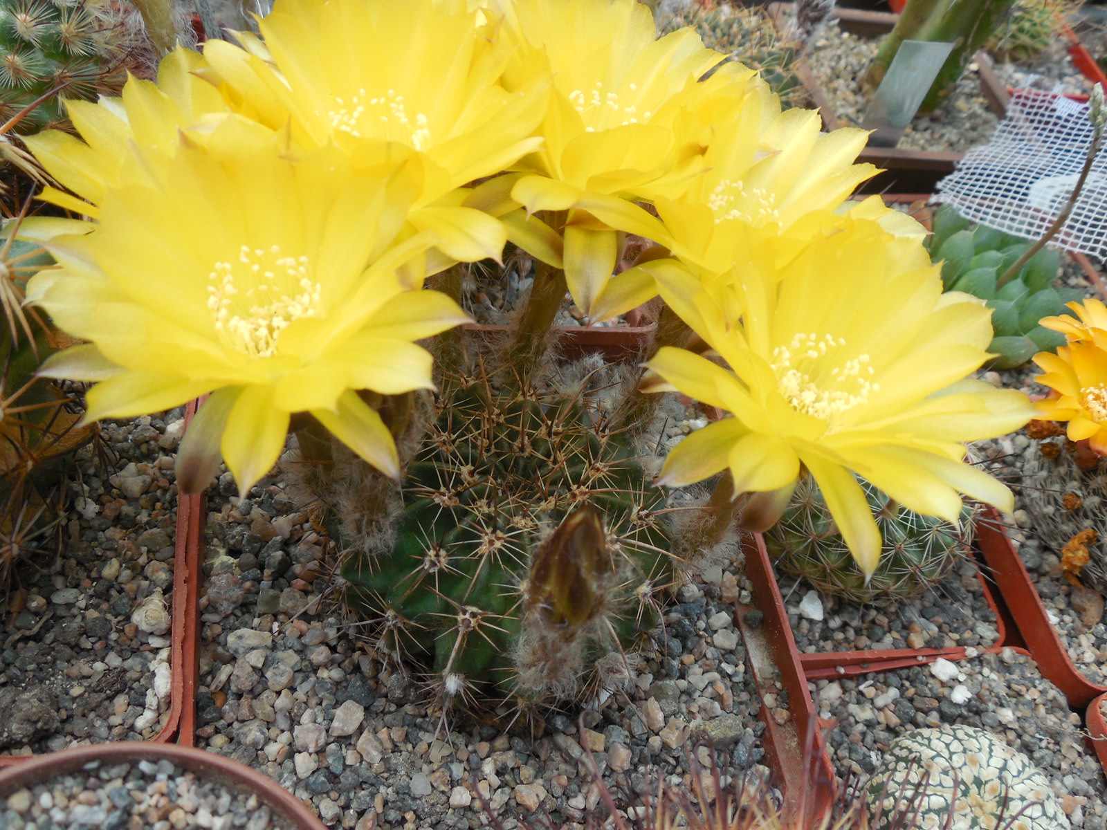 Lobivia aurea - v. sierragrandensis R 711B - MG -
