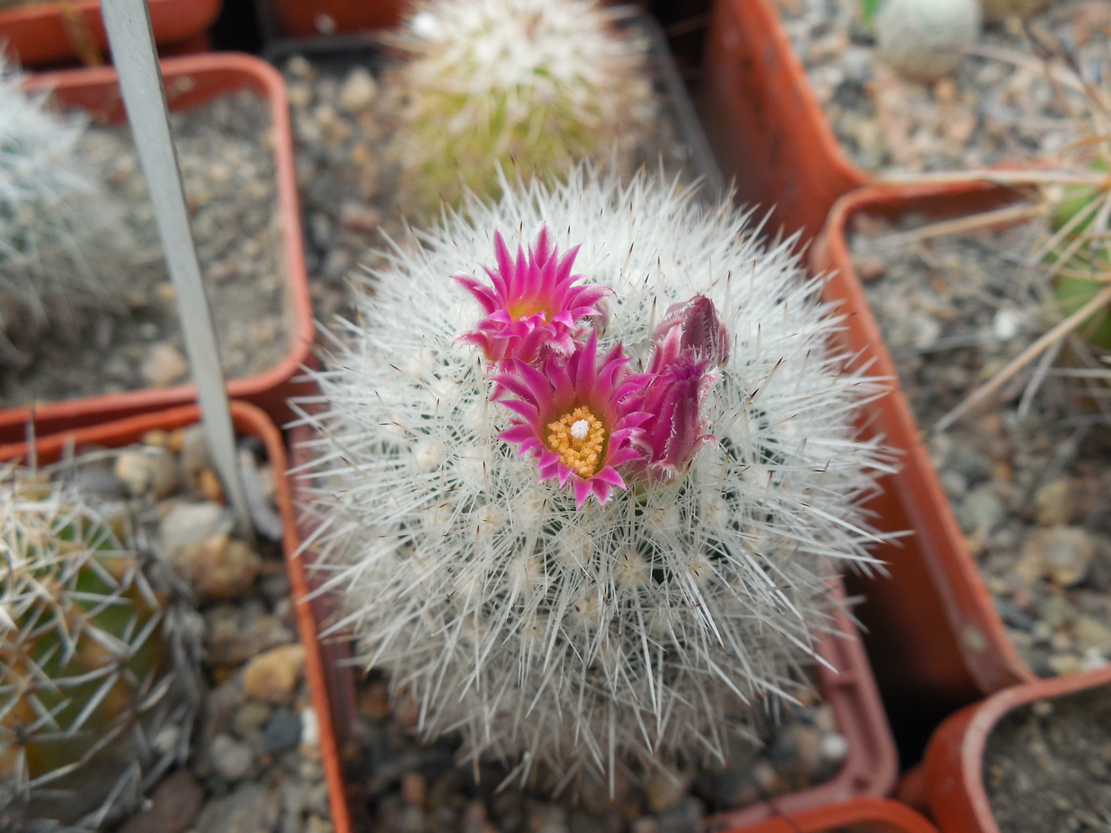 Escobaria  laredoi SB 289 - MG -