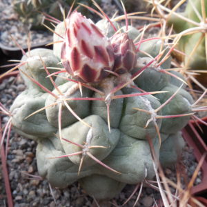 Thelocactus hexaedrophorus